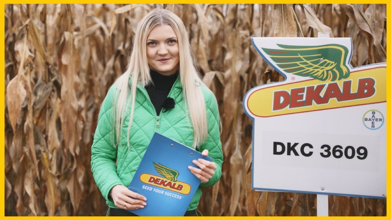 Test plonowania kukurydzy Dekalb w Kaszewach