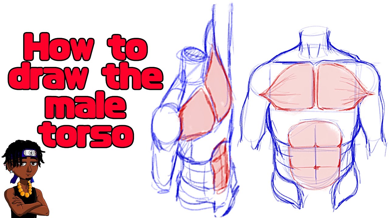 How to draw male anatomy (the torso)