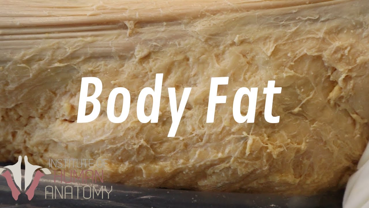 All About Fat - Why You're so Good at Gaining Weight