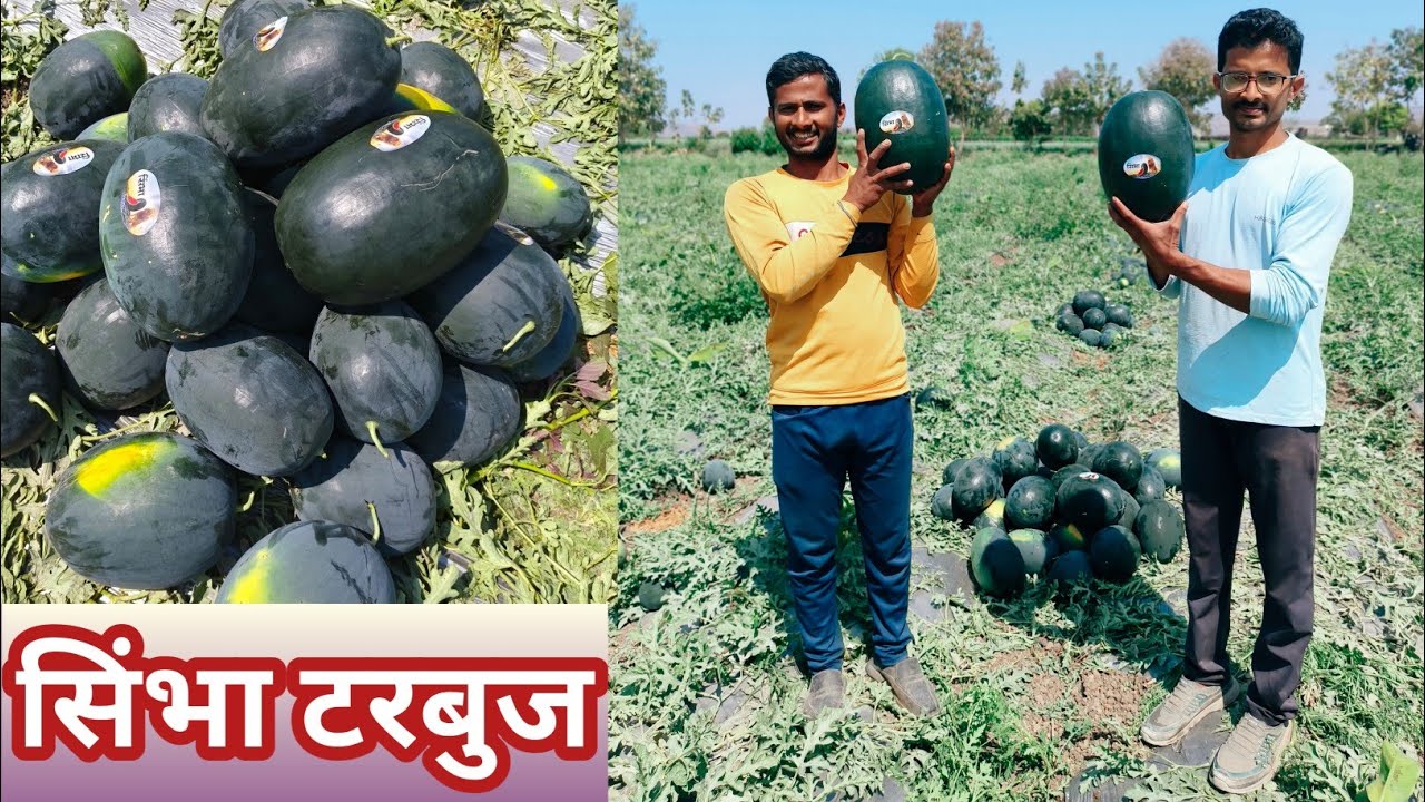 Syngenta Simbha Watermelon #सिंभा कलिंगड # सिंभा प्लॉट# Top Watermelon Variety #Farming