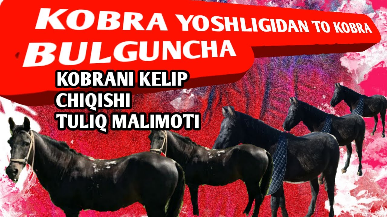 USHA MASHHUR KOBRA TOYLIGIDAN TOO OT BULGUNCHA MALIMOT
