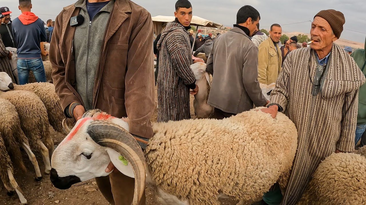 اليوم من سوق حد البروج مع ثمن حولي عيد الأضحى بتاريخ (28 ماي، 2023)