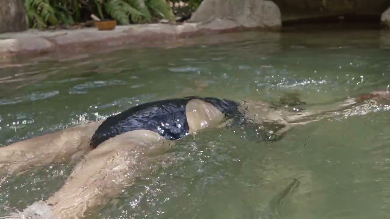 WakaFlow - Water Healing Journey. Watsu, Aguahara, Water Dance, Water Massage by Linoy Raichman