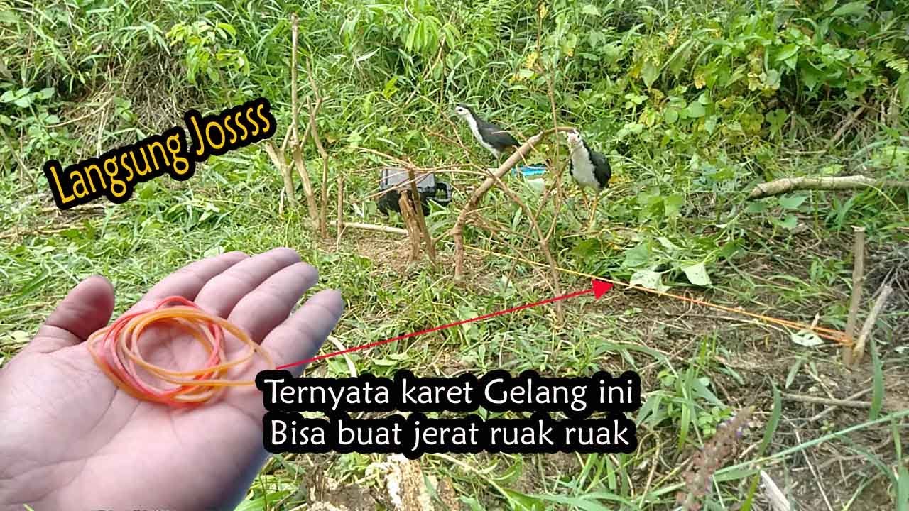jerat ruak ruak pakai karet gelang | gak ada lawan
