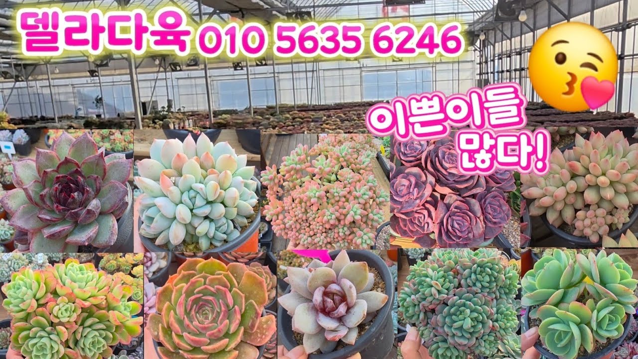26년1월16일 델라다육 판매영상2부#succulent #다육이 