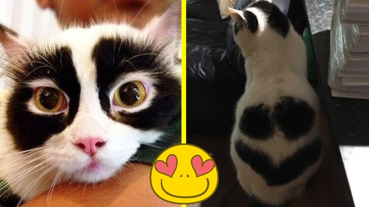 Cats With The Craziest Fur Markings You’d Almost Think Were Photoshopped