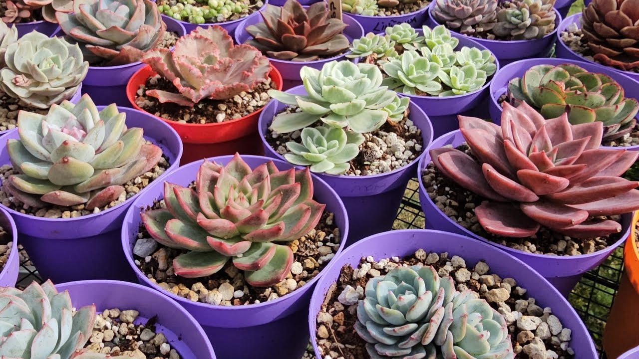 💫Yağmurda büyüyen renklenen SKULENTLERİM ve yeni türlerlerim 🙃Keyifli seyirler 🙃#succulent #garden 