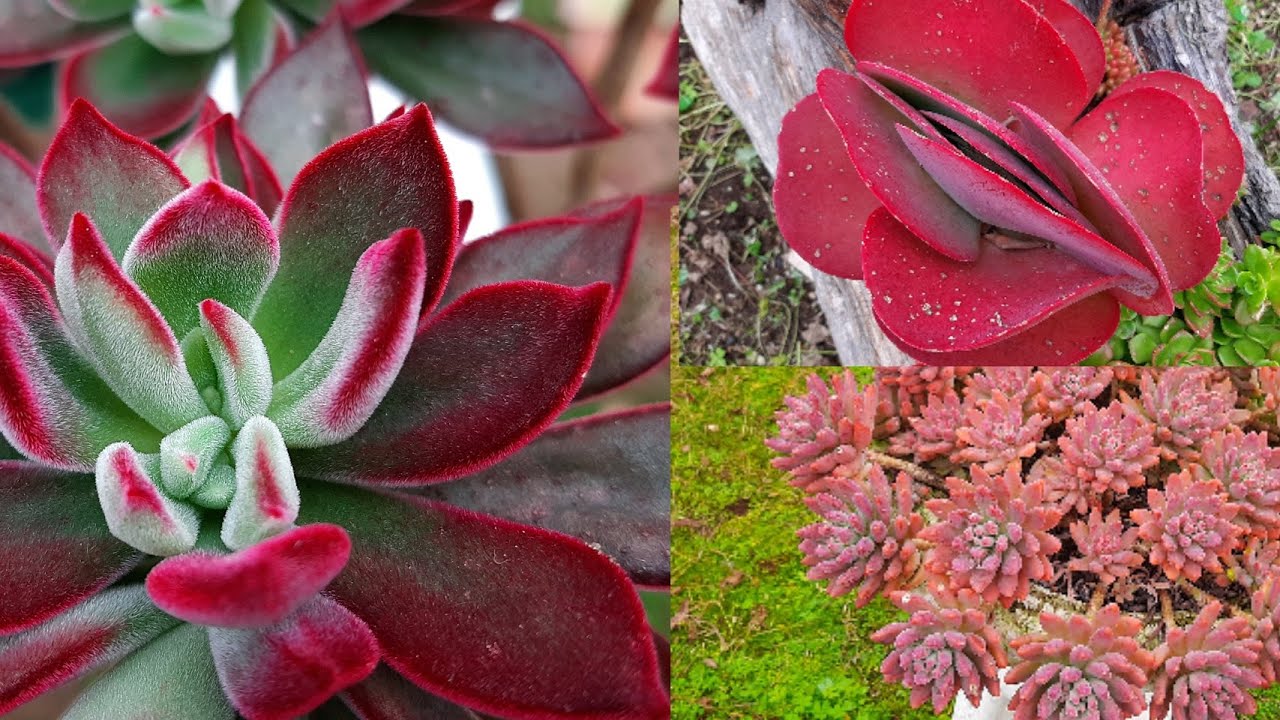 O espetáculo de cores das suculentas com o frio