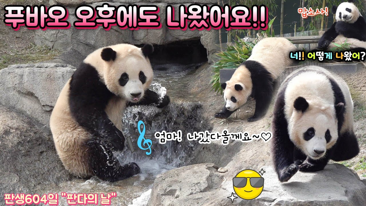 [푸덕이Cam] 판생 첫 오후 외출 성공 사연 도착! 푸바오 이번엔 꼭 나갈꼬야!  