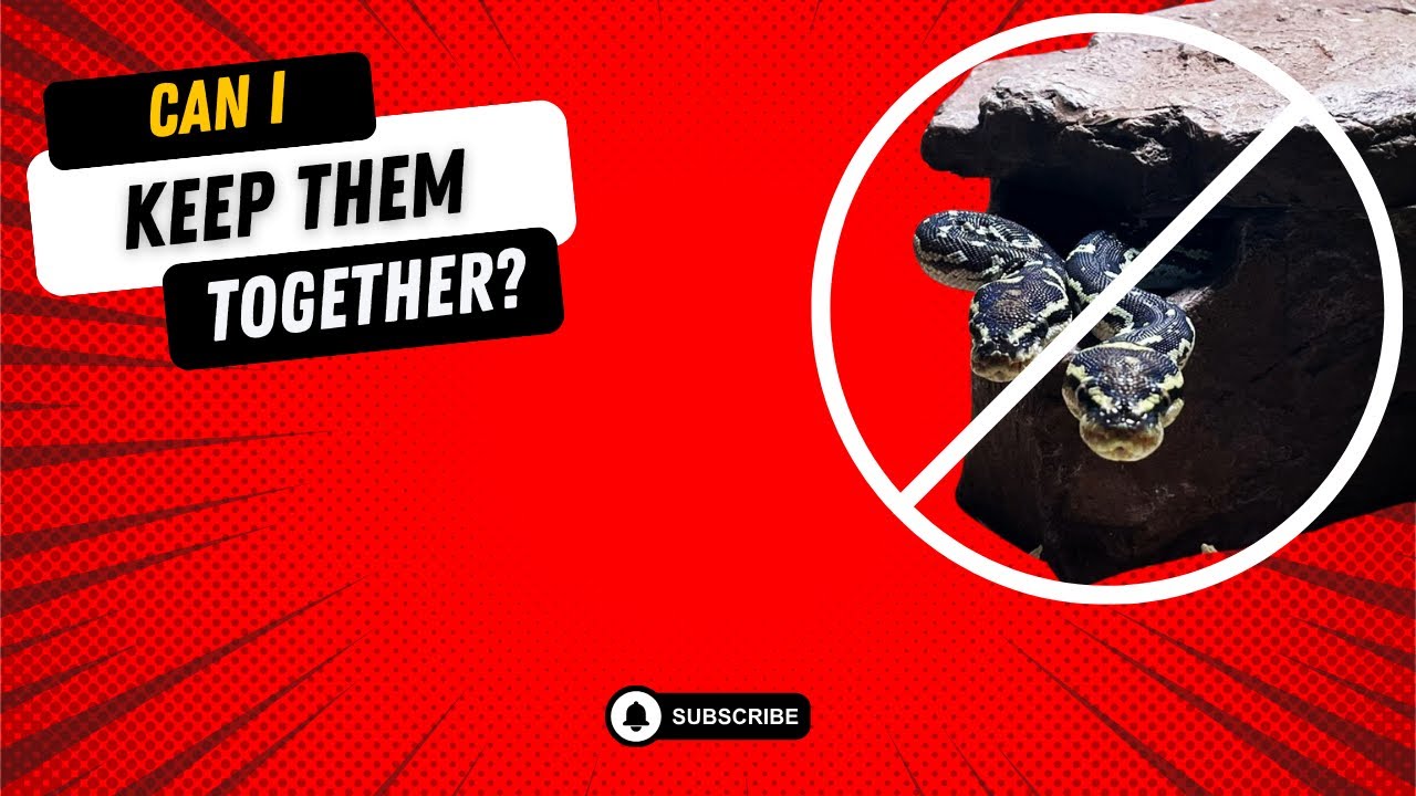 WHY COHABITATION IS A BAD IDEA #invesrep #snakes #reptiles #blackheadedpython #cohabitation