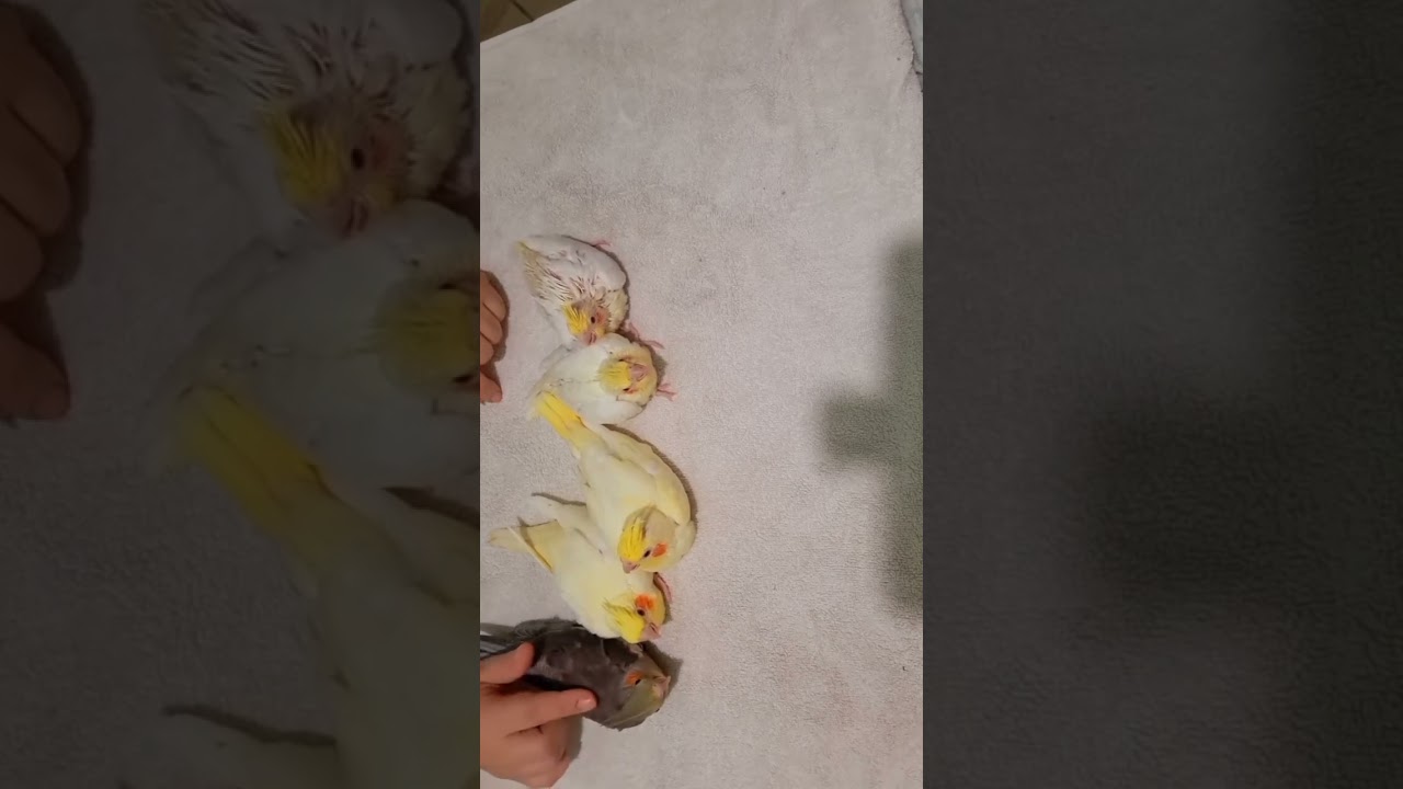 Um pouquinho dessa ninhada