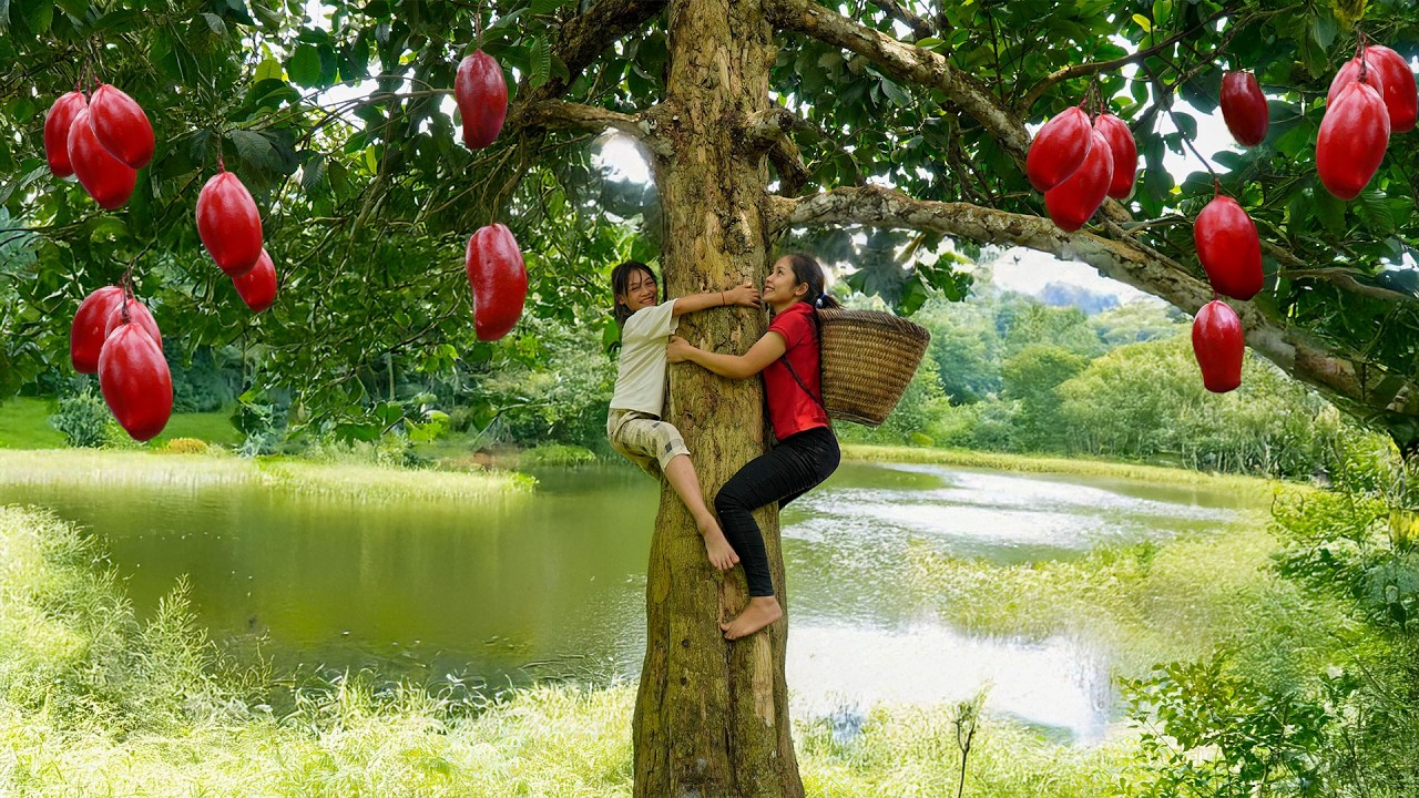 Harvest Sweet Mango & Market Sale &ndash; 7-Day Farming Adventure! &ndash; Hana Daily Life 686 | Farm Life