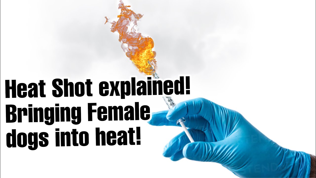 Heat Shot explained! Bringing Female dogs into heat!💉🔥