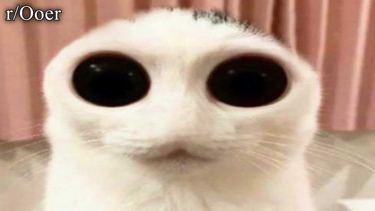 r/Ooer | Catatataataataatta
