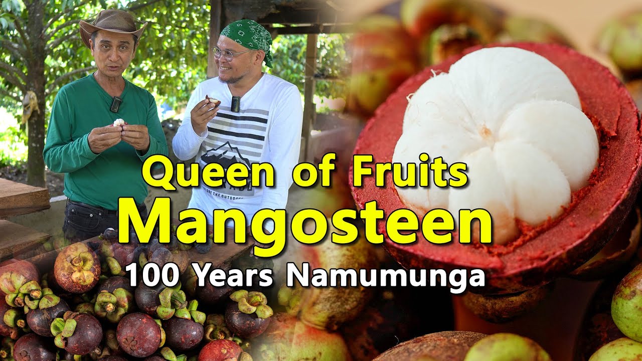 Queen of Fruits Mangosteen - 100 Years Namumunga