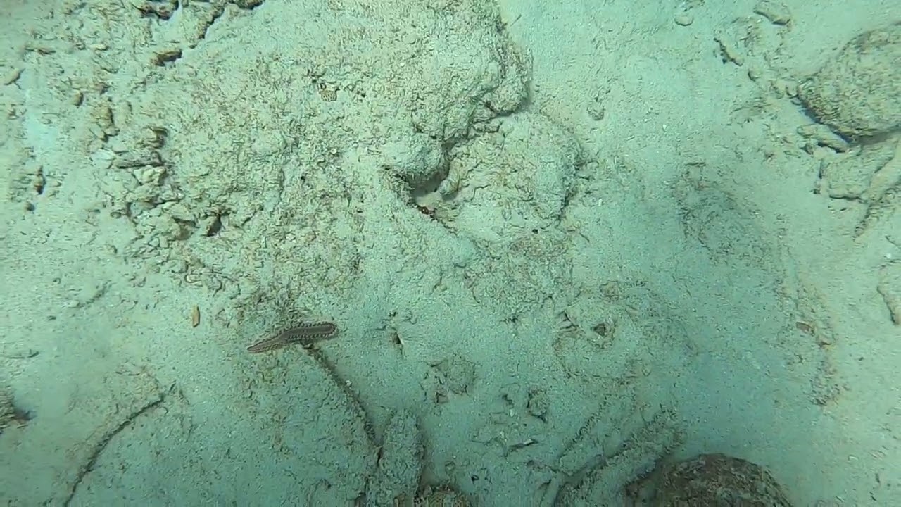Bonaire reef dive 2026 - Sea Sluggy Thingy