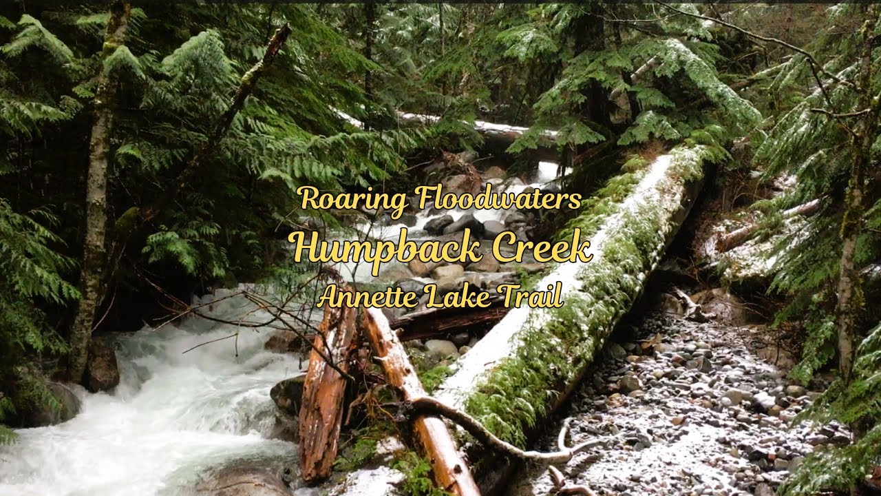 Roaring Floodwaters | Humpback Creek | Raging Whitewater | Annette Lake Trail | Washington State