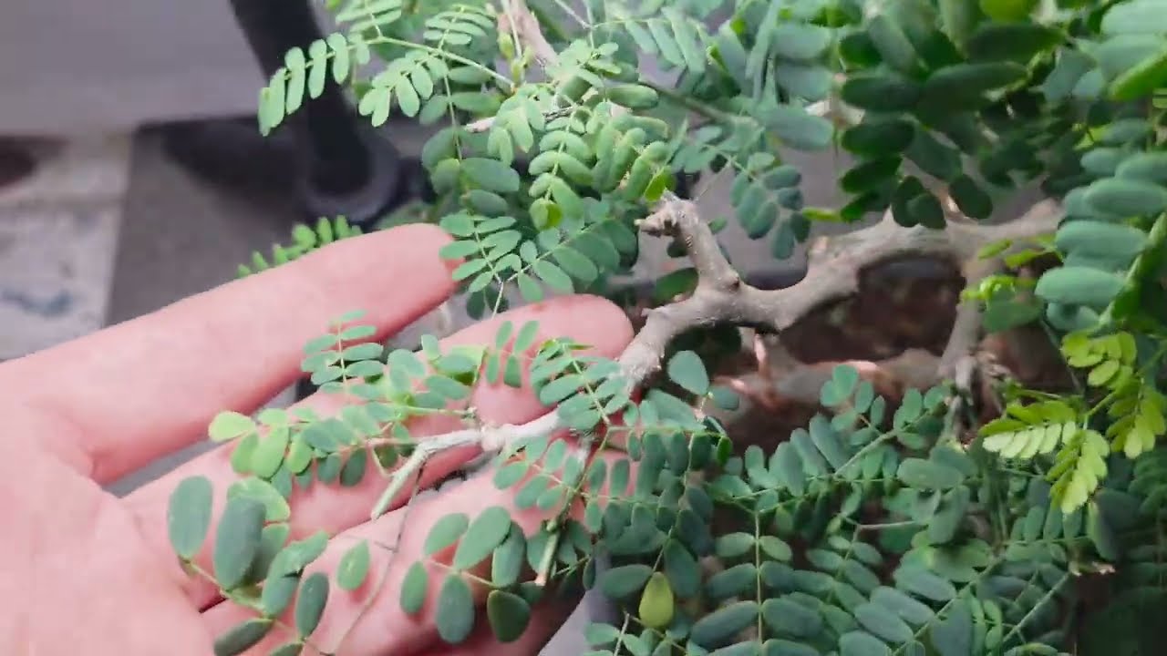 Brazilian Rain Tree Bonsai Journey Two Years Later From Seed