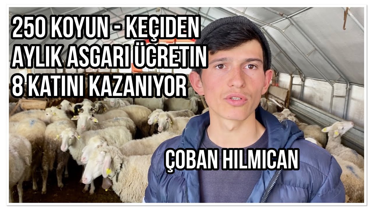 250 KOYUNDAN AYLIK 140 BİN TL. KAZANAN GENÇ ÜRETİCİ HİLMİCAN BÜYÜKKARAGÖZ