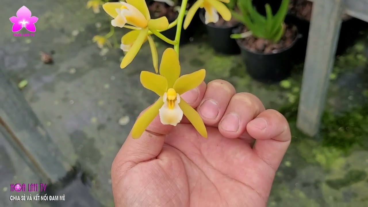 Lan Kiếm Phan Trí Chuẩn và Phan Trí Gieo Hạt | Chia sẻ của NGUYỄN NGỌC HÀ 