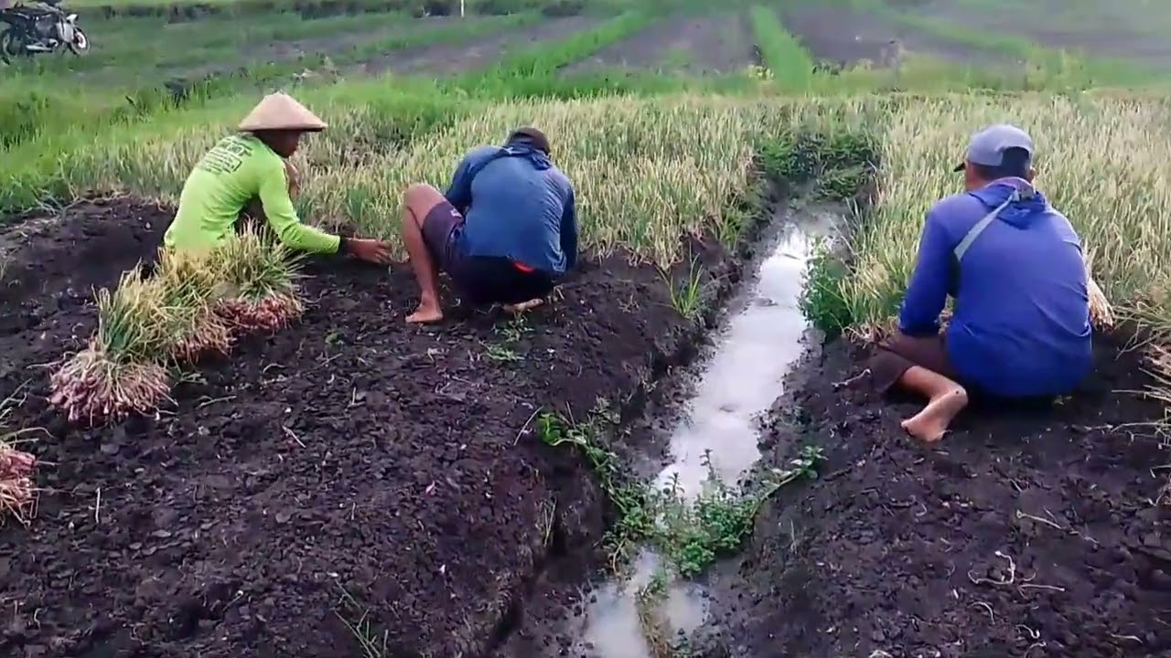 panen bawang merah varietas thaeland,di kota nganjuk