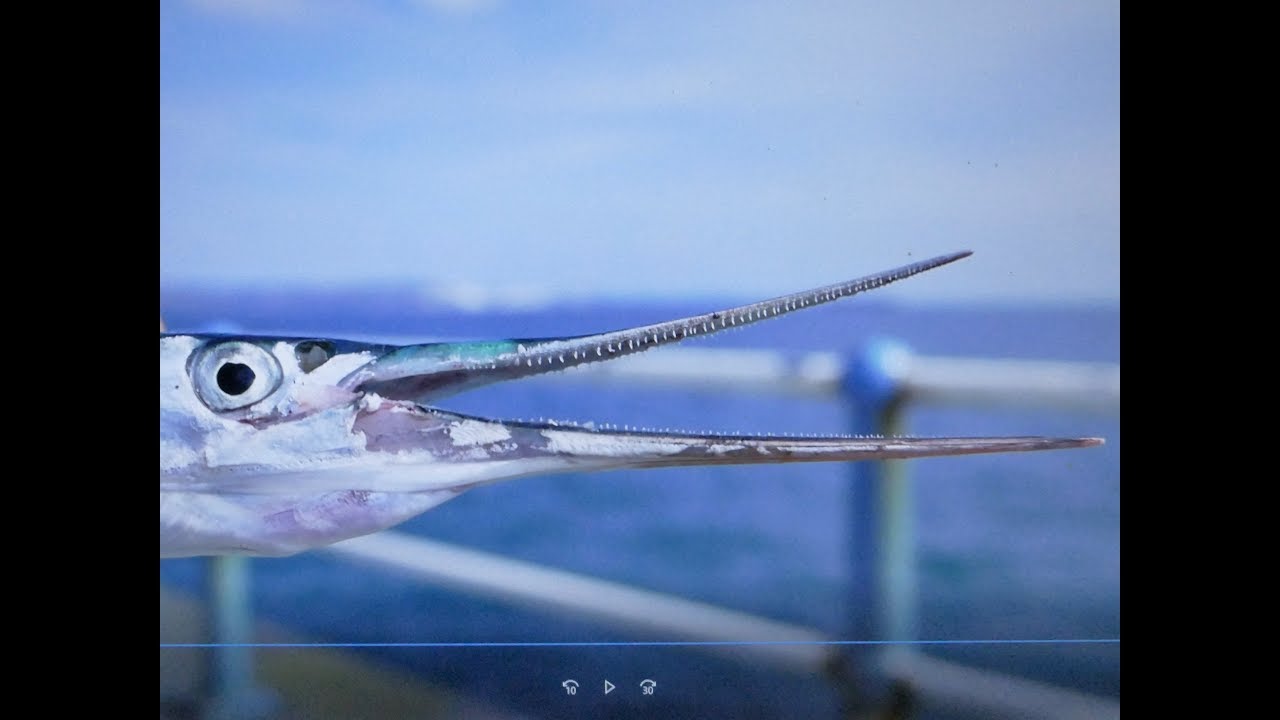 GAR FISHING AT WEYMOUTH STONE PIER