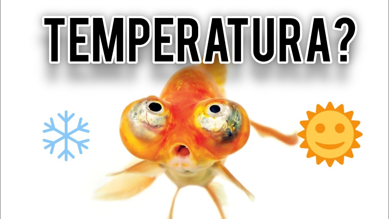 La giusta temperatura per un PESCE ROSSO.