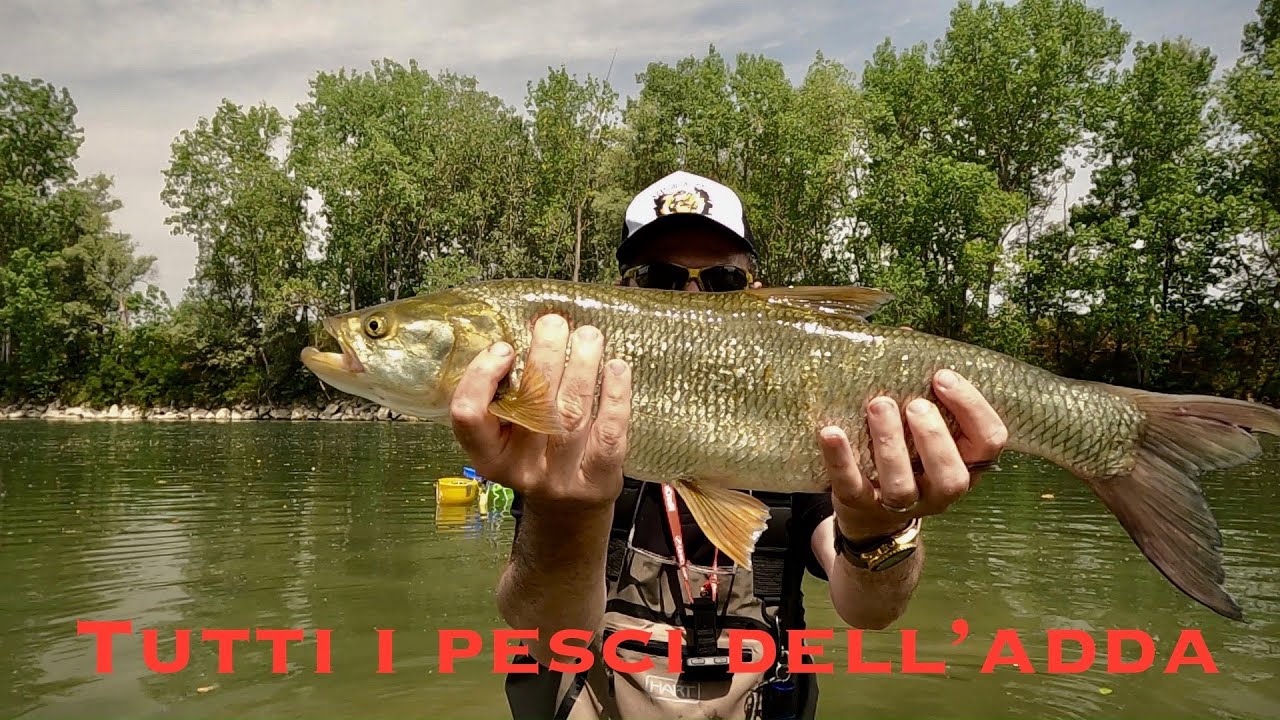 Tutti i pesci dell'Adda: un'uscita ricca di catture delle diverse specie che popolano questo fiume