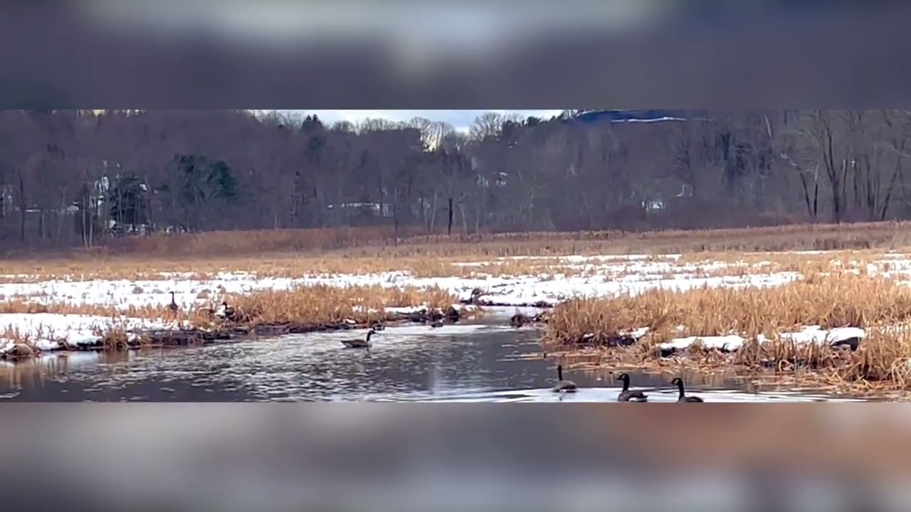 Canada geese calling to each other!