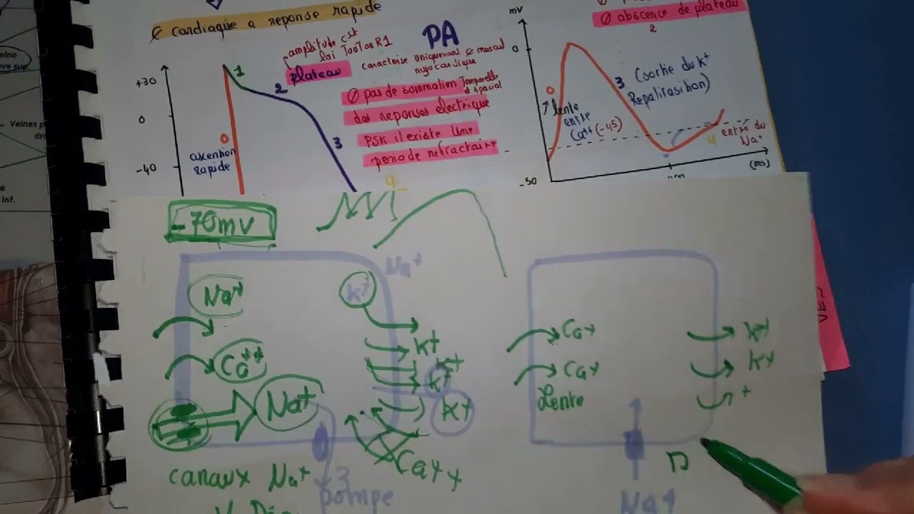 électrophysiologie cardiaque