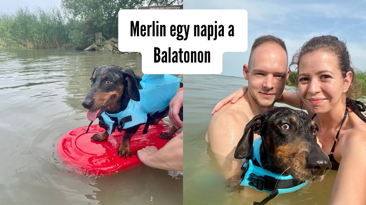 A kutyám egy napja a Balatonon #merlinkalandok
