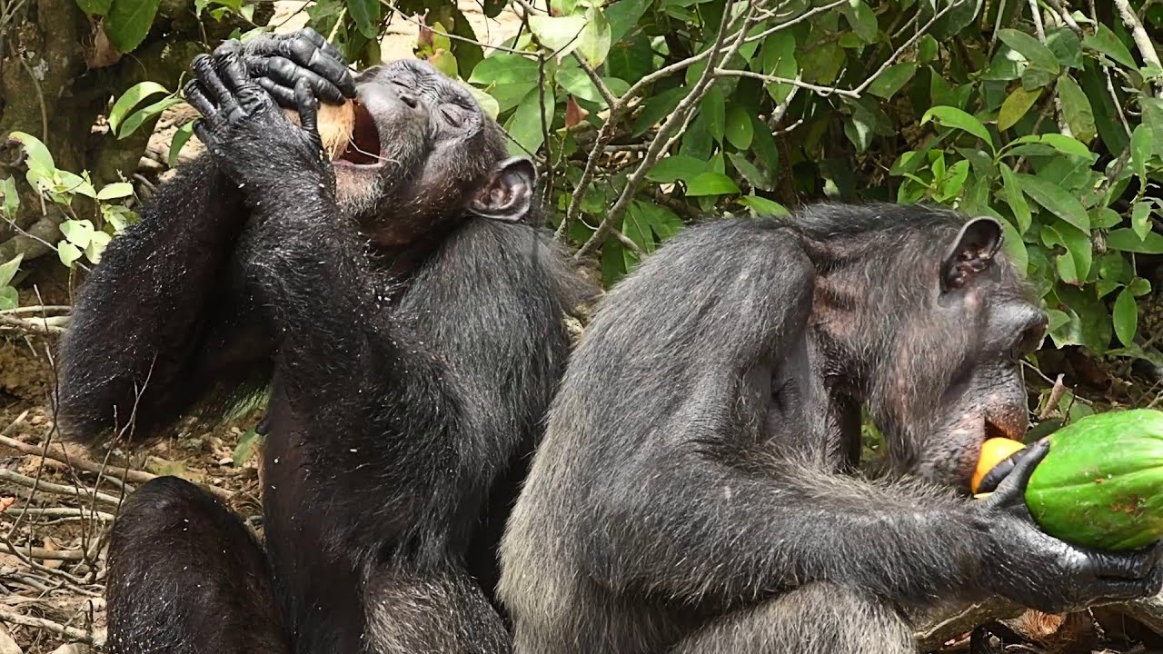 Meet Happy Chimpanzee in Africa Eating Best Fruits