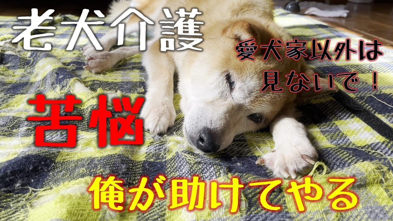 柴犬　老犬ジュンが便秘で苦しんでる。出るまで頑張るマッサージ　そして、その時は突然やってきた