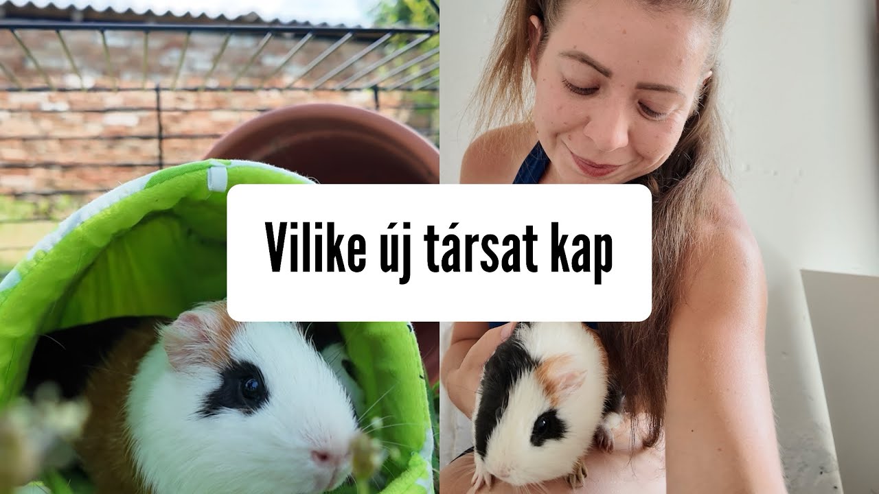 Vili a tengerimalac &Uacute;J t&aacute;rsat kap 🥰🐹