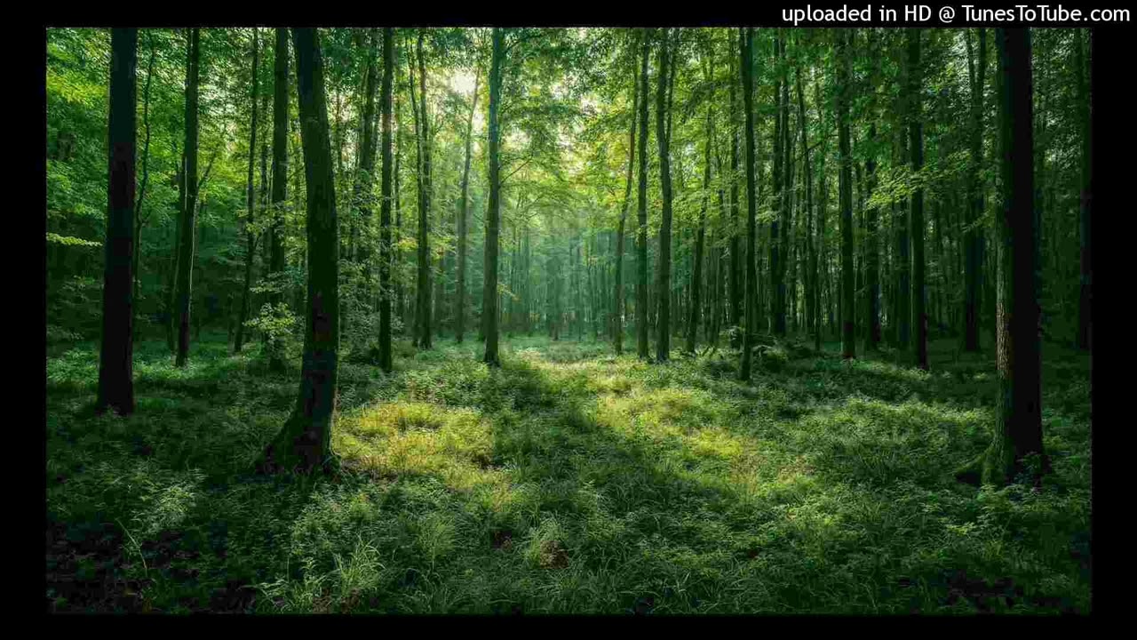 Forest - (HARD) Latin, Spanish, Guitar x Gunna Type Beat 2026 Produced.by.@zdeneksbeatz