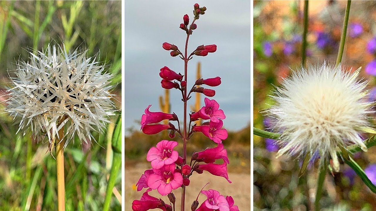 WILDFLOWER SUPER BLOOM - ARIZONA DESERT SPRING WILDFLOWER MADNESS