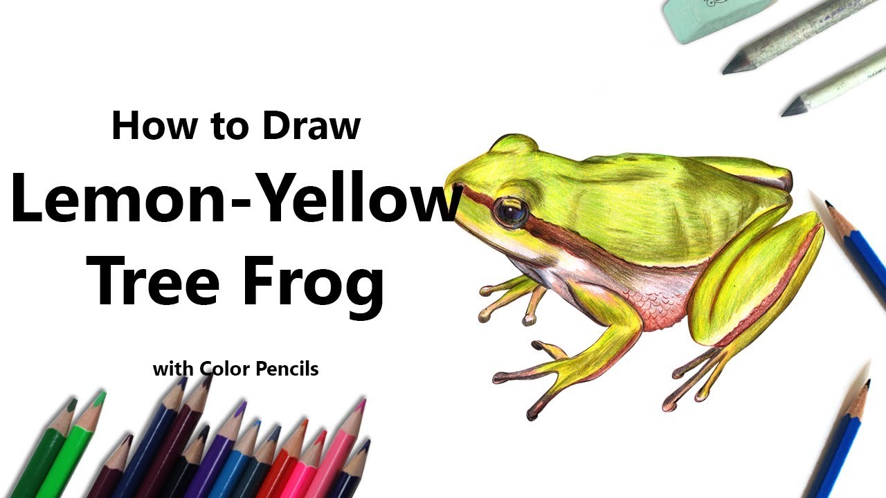 How to Draw a Lemon-Yellow Tree Frog with Color Pencils [Time Lapse]