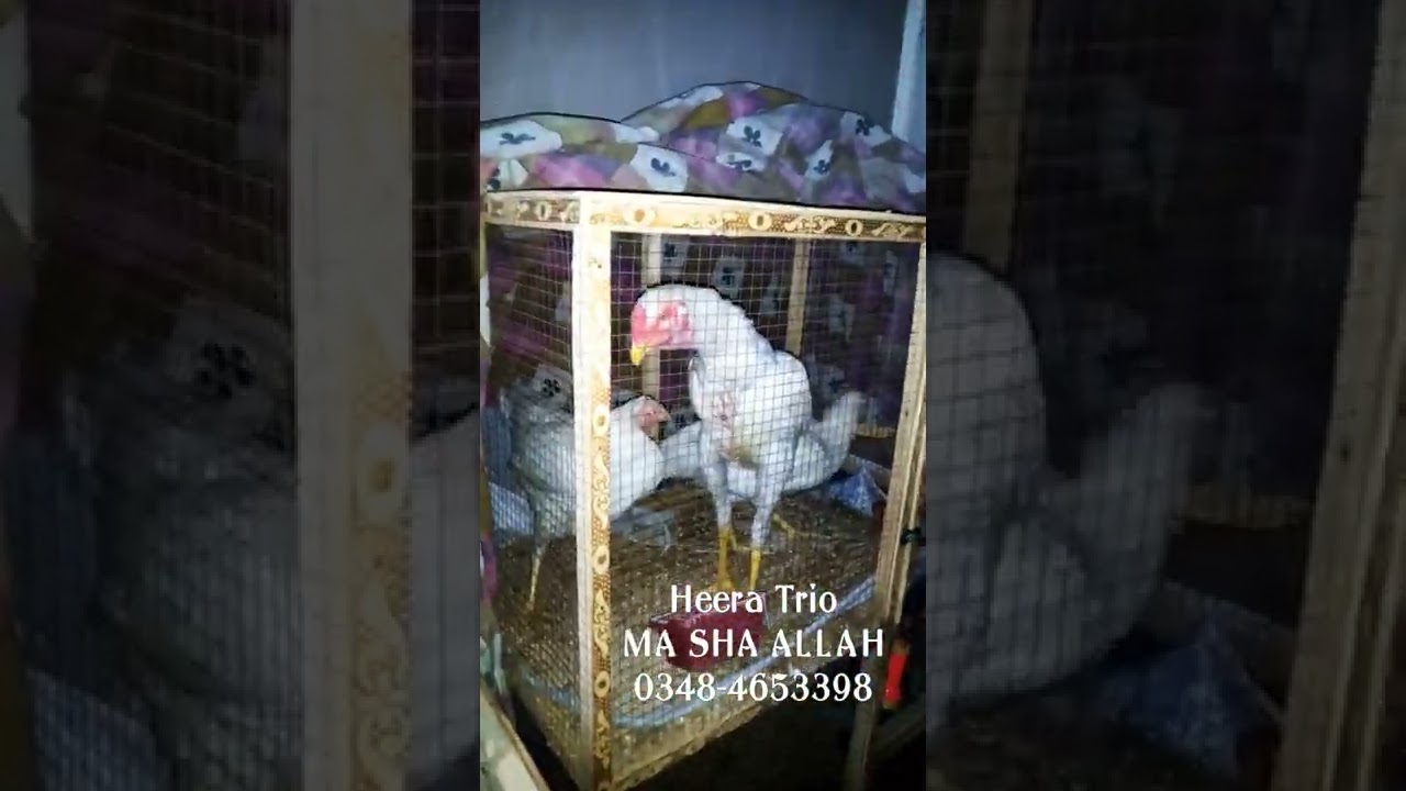 Heera Trio Male Shamo Cross MA SHA ALLAH Quality Birds