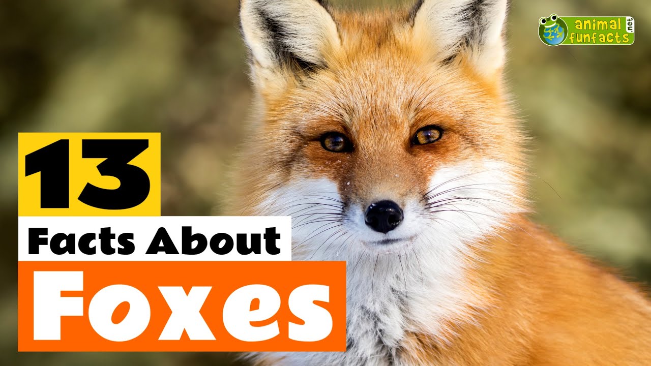 13 Facts About Foxes 🦊 - Learn All About the Fox - Animals for Kids - Educational Video
