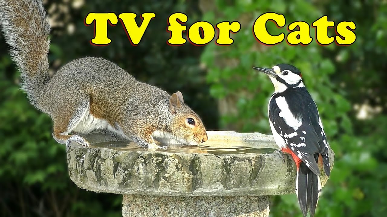 Cat TV ~ Squirrels and Birds for Cats to Watch  / Memories of Summer 🌸 8 Hours 🌸