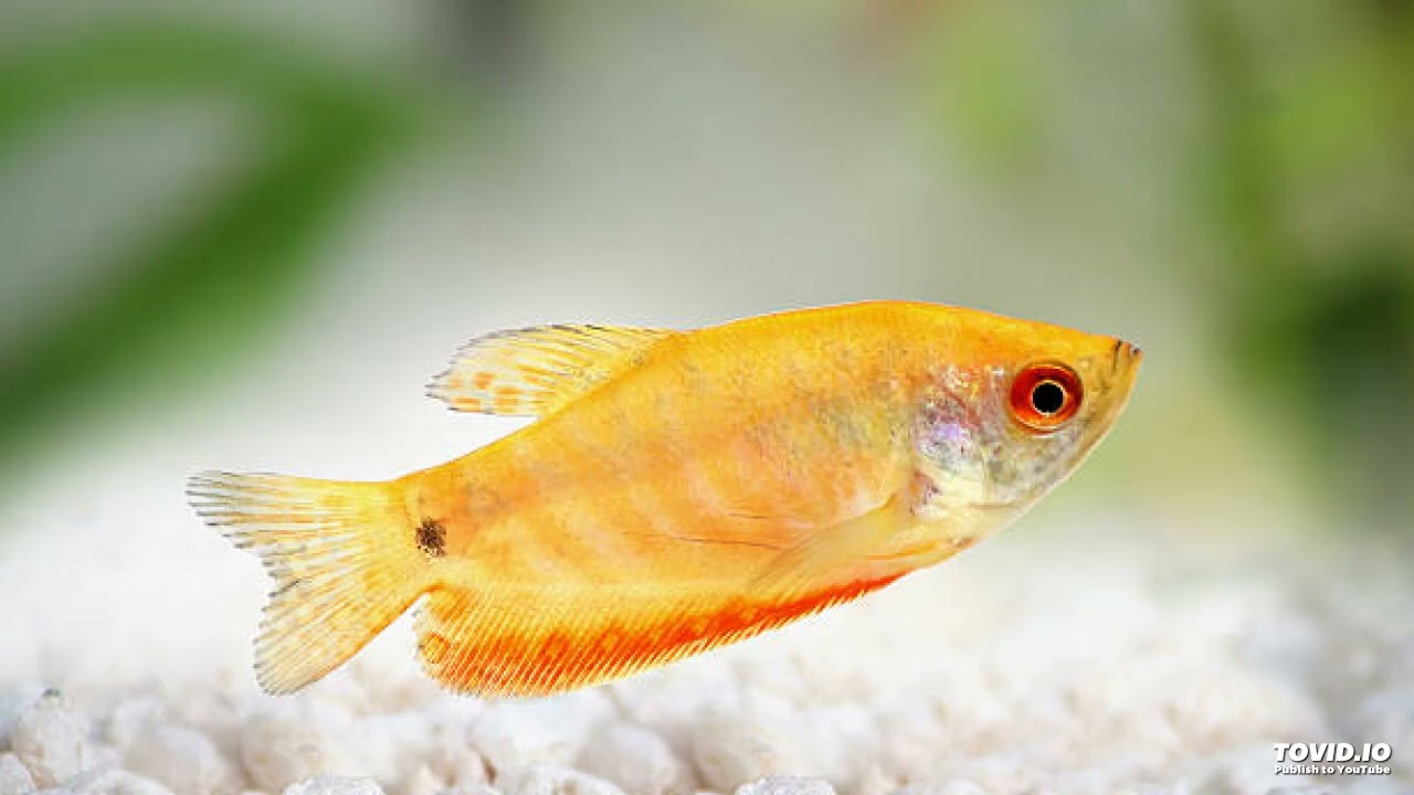 swimming fish