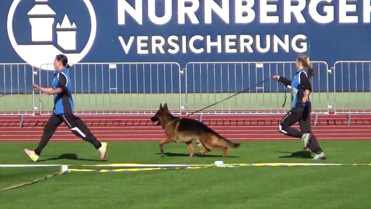 Cronos del Seprio - 2018 SV BSZS in Nurnberg NKGR