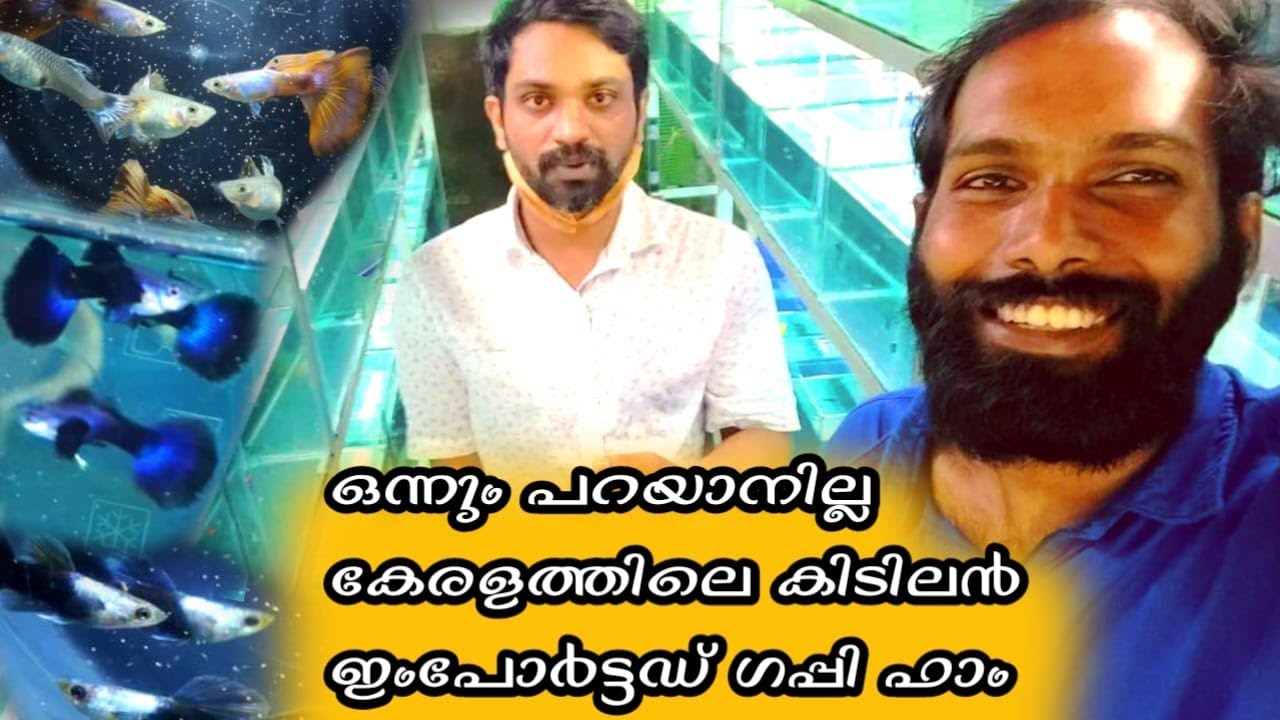 ക്വാളിറ്റി ബ്രീഡിങ്ങിലെ junias guppy farm ഫാർമിലെ കാഴ്ചകൾ | Guppy Quality Breeding at JIS | Calicut