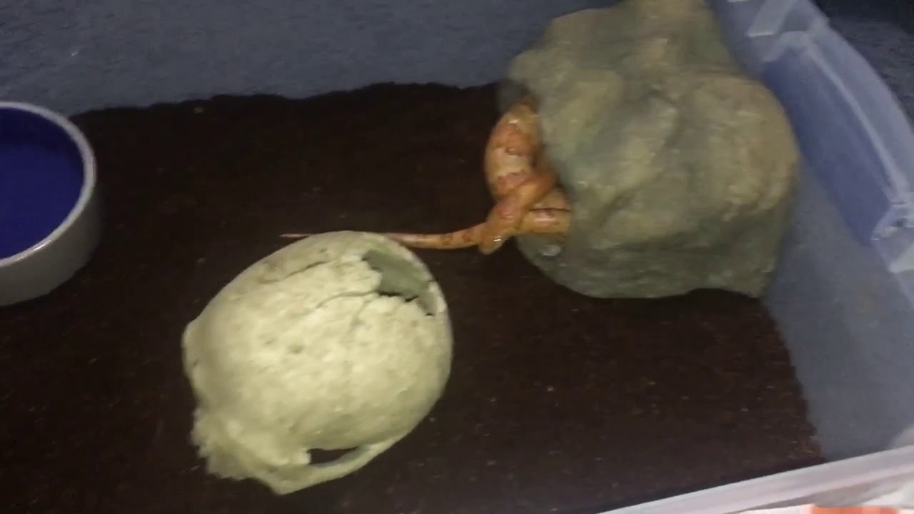 Changing snakes sup straight