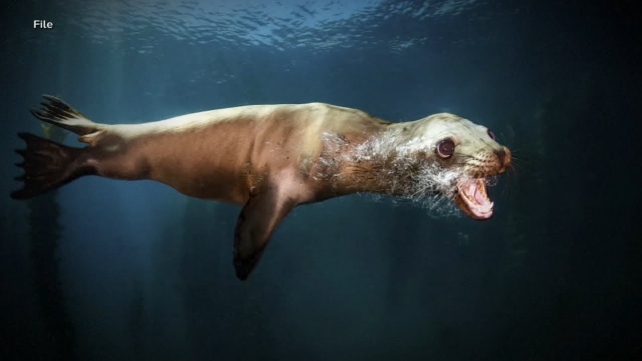 'Demonic' sea lion reports spark concerns about toxic algae on California coast