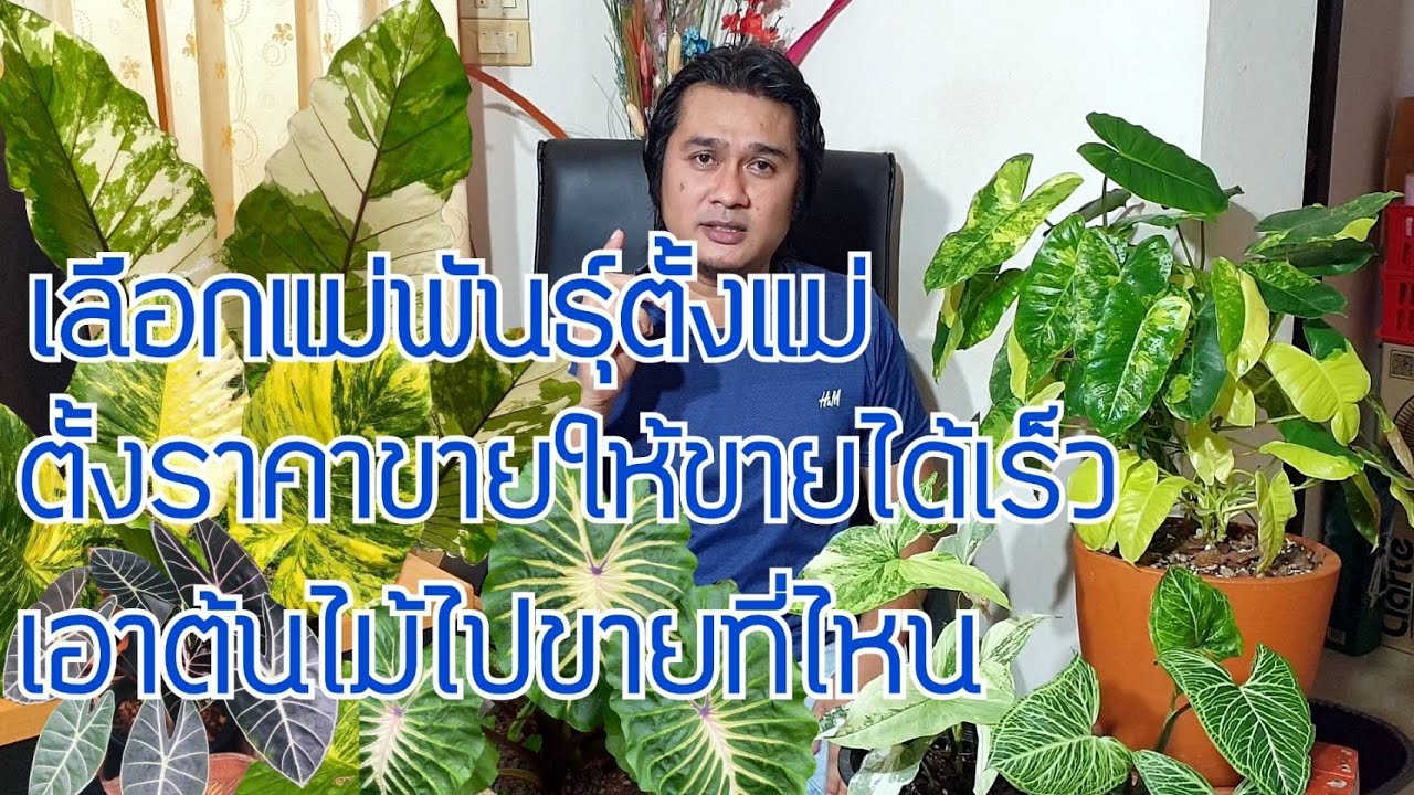 วิธีเลือกไม้ด่างแม่พันธุ์ตั้งแม่ ตั้งราคาขายให้ขายได้เร็ว เอาต้นไม้ไปขายที่ไหนดี : หลงไม้ใบ EP.73