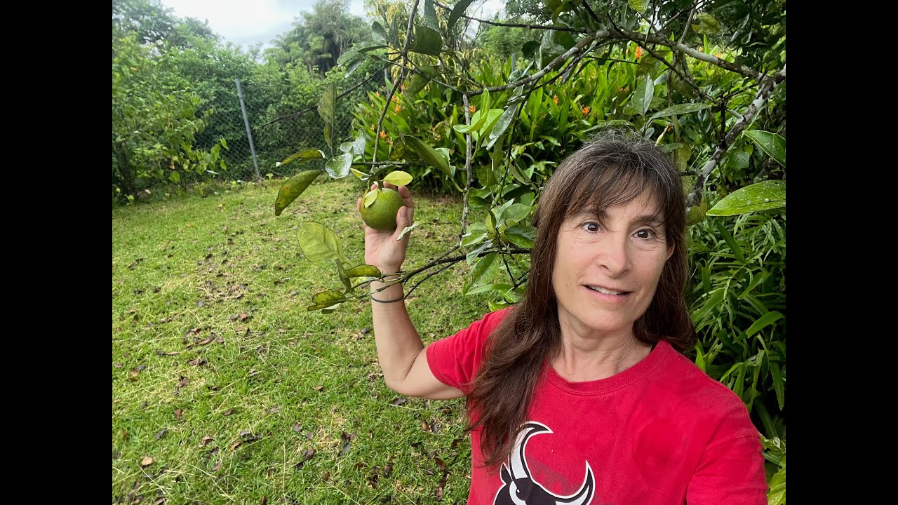 Full Tropical Panama Farm Tour