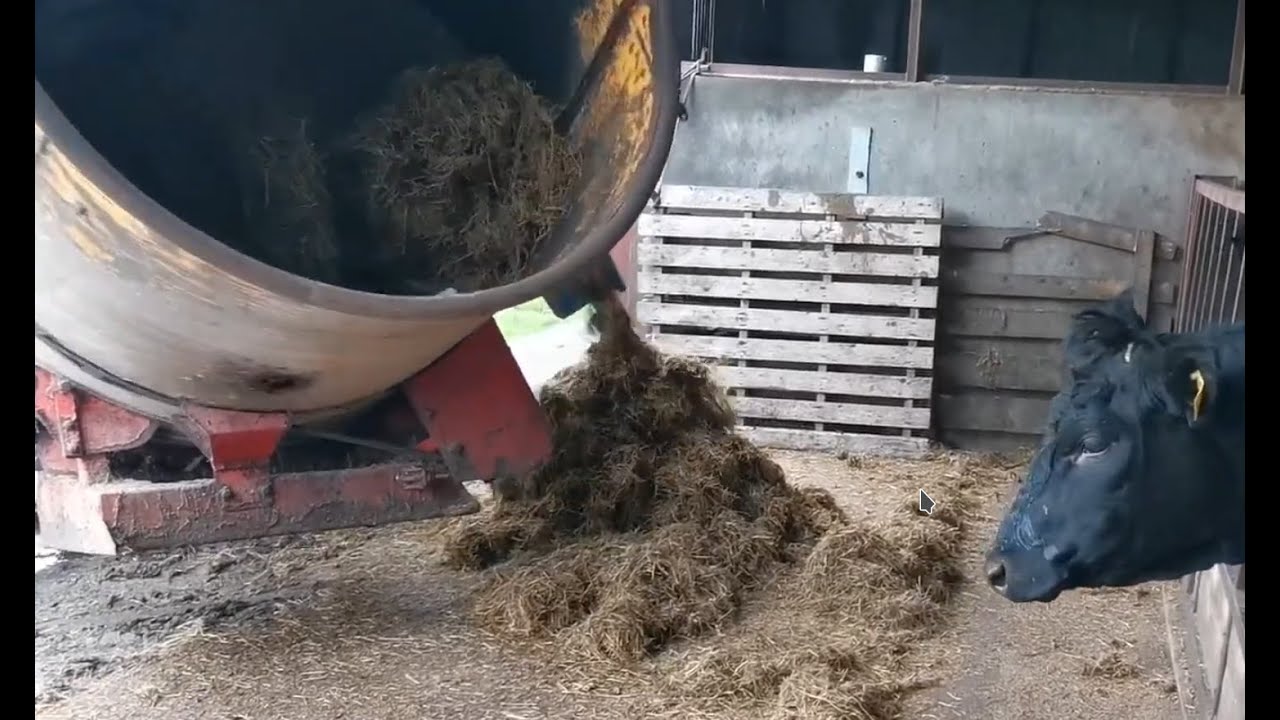 Silaging cattle with the MF6170 and Teagle Tomahawk 4040 shredder