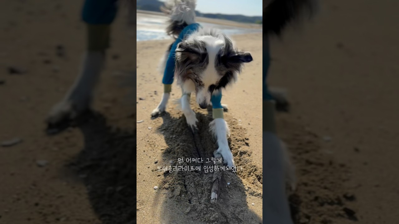 보더콜리가 아니었는데 보더콜리였다 #보더콜리 #강아지 #반려견 #cutedog #shorts
