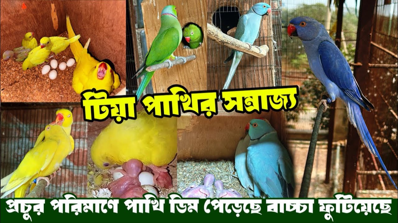 টিয়া পাখির সম্রাজ্য | প্রচুর পরিমাণে পাখি ডিম পেড়েছে বাচ্চা ফুটিয়েছে | Ringneck parrot Farm BD